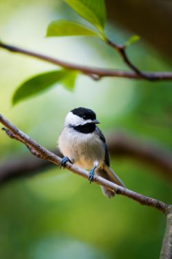 Plants that are attractive to birds